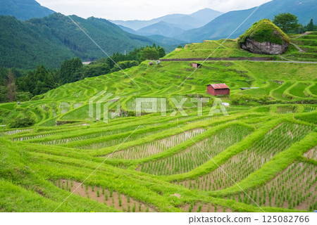 插秧季的丸山千枚田稻田（三重縣熊野市） 125082766