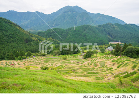插秧季的丸山千枚田稻田（三重縣熊野市） 125082768