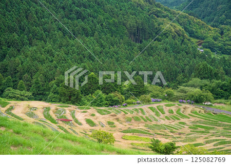 Maruyama Senmaida rice fields during rice planting season (Kumano City, Mie Prefecture) 125082769