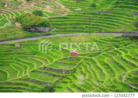 Maruyama Senmaida rice fields during rice planting season (Kumano City, Mie Prefecture) 125082777