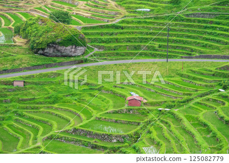 Maruyama Senmaida rice fields during rice planting season (Kumano City, Mie Prefecture) 125082779