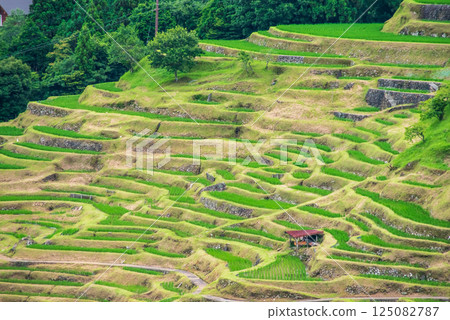 Maruyama Senmaida rice fields during rice planting season (Kumano City, Mie Prefecture) 125082787