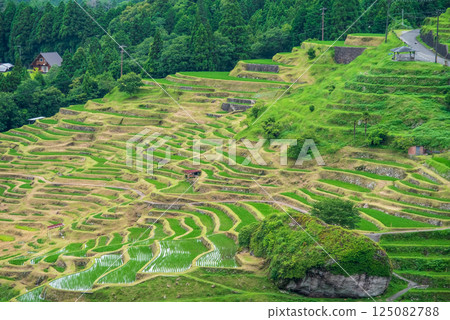 Maruyama Senmaida rice fields during rice planting season (Kumano City, Mie Prefecture) Maruyama Senmaida rice fields during rice planting season (Kumano City, Mie Prefecture) 125082788
