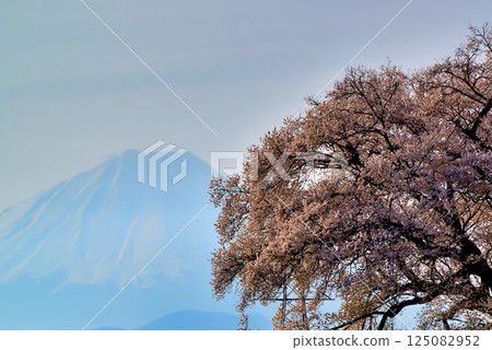 The 330-year-old Wanizuka cherry tree and Mount Fuji 125082952