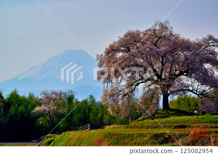 The 330-year-old Wanizuka cherry tree and Mount Fuji The 330-year-old Wanizuka cherry tree and Mount Fuji 125082954