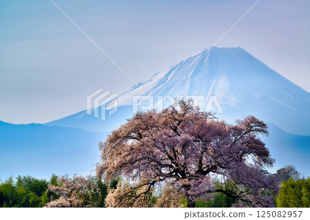 樹齡330年的鱷塚櫻和富士山 樹齡330年的鱷塚櫻和富士山 125082957