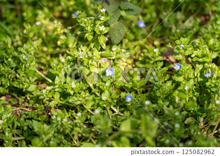 地面上盛開的 Veronica persica 花 125082962