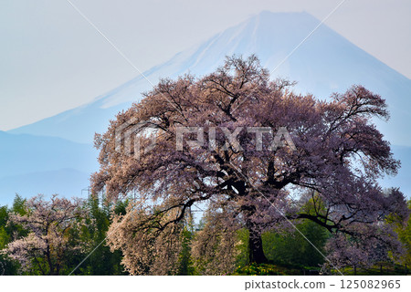 The 330-year-old Wanizuka cherry tree and Mount Fuji 125082965