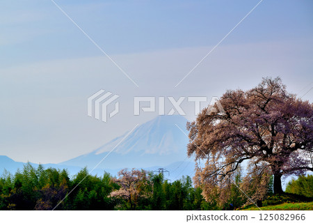 The 330-year-old Wanizuka cherry tree and Mount Fuji 125082966