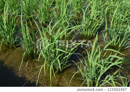 Paddy field 3 weeks after rice planting Paddy field 3 weeks after rice planting 125082987