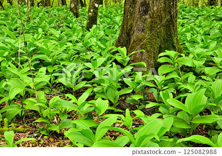 The summit of Oiwa mountain is covered with young leaves of Veratrum vera. The summit of Oiwa mountain is covered with young leaves of Veratrum vera. 125082988