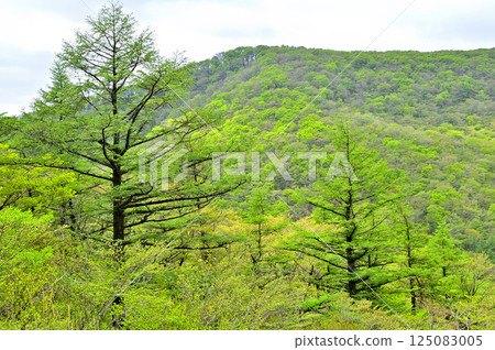 From the top of Teppokinoto in Tanzawa, the Mikuni mountain ridge with fresh greenery, Mikuniyama From the top of Teppokinoto in Tanzawa, the Mikuni mountain ridge with fresh greenery, Mikuniyama 125083005
