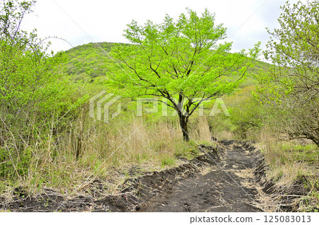 丹澤的甲州邊境山脊：從鐵板山到綠意盎然的三國山脊 125083013