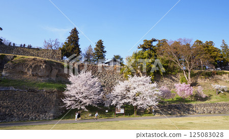 春天的信州上田城公園 125083028