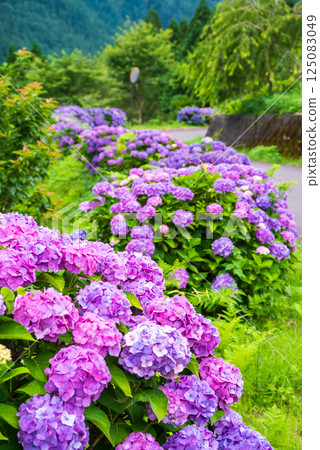 Colorful hydrangeas blooming on a sunny day during the rainy season [Maruyama Senmaida, Kumano City, Mie Prefecture] 125083049