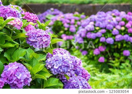 Colorful hydrangeas blooming on a sunny day during the rainy season [Maruyama Senmaida, Kumano City, Mie Prefecture] 125083054