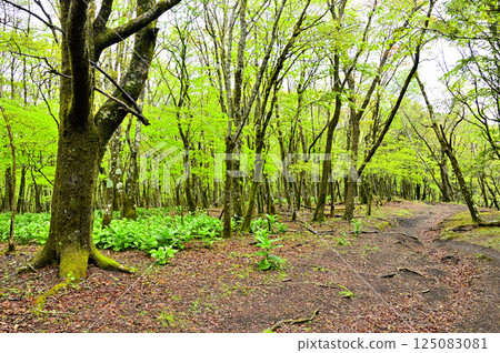 A ridge path walking through the fresh green forest of Teppokinoto on the Koshu border ridge of Tanzawa 125083081