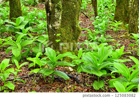 Young leaves of Veratrum vera growing in the Teppokinoto Forest in Tanzawa Young leaves of Veratrum vera growing in the Teppokinoto Forest in Tanzawa 125083082