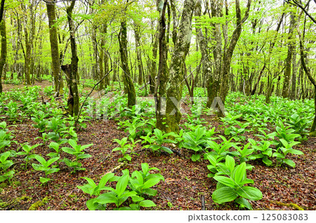 Young leaves of Veratrum vera growing in the Teppokinoto Forest in Tanzawa Young leaves of Veratrum vera growing in the Teppokinoto Forest in Tanzawa 125083083
