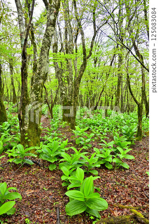 丹澤市 Teppokinoto 森林中生長的藜蘆嫩葉 125083084