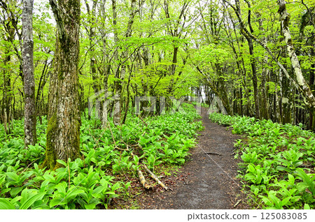 Tanzawa's Koshu border ridge: Fresh greenery on the summit of Oiwa mountain Tanzawa's Koshu border ridge: Fresh greenery on the summit of Oiwa mountain 125083085