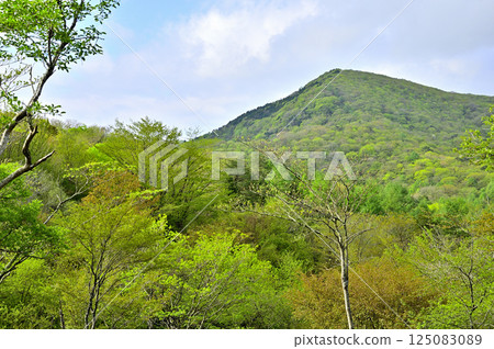 Tanzawa: New greenery on the Koshu border ridge, overlooking the large rocks from Mt. Takasashi Tanzawa: New greenery on the Koshu border ridge, overlooking the large rocks from Mt. Takasashi 125083089