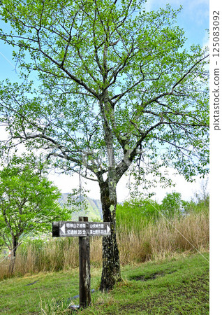 Tanzawa's Koshu border ridge: The summit of Mt. Takasashi with fresh greenery 125083092