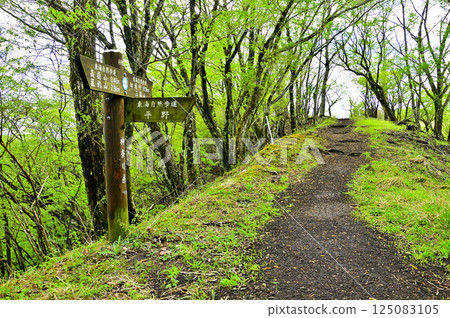 Mount Takasashi in Tanzawa: Ridge path with fresh greenery, Hirano fork 125083105
