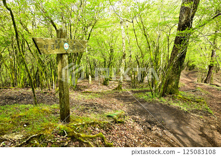 Mt. Takasashi in Tanzawa: Fresh greenery in the Tokai Nature Trail forest Mt. Takasashi in Tanzawa: Fresh greenery in the Tokai Nature Trail forest 125083108