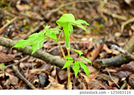 Mt. Takasashi in Tanzawa: Narrow-leaved Tennansho Mt. Takasashi in Tanzawa: Narrow-leaved Tennansho 125083110