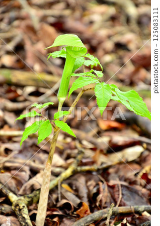 Mt. Takasashi in Tanzawa: Narrow-leaved Tennansho Mt. Takasashi in Tanzawa: Narrow-leaved Tennansho 125083111