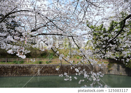 在城堡站點的櫻花 125083117