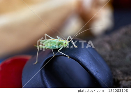 Grasshopper on a water bottle Grasshopper on a water bottle 125083198