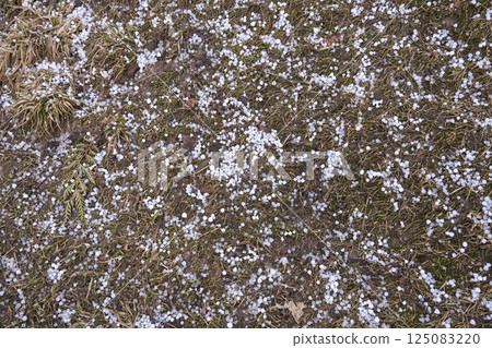 Hail on the grass after a catastrophic hailstorm 125083220