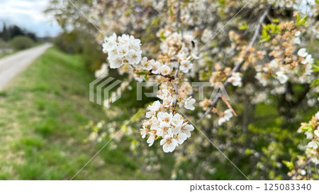 Close-up of blooming cherry blossom with countryside road in spring Close-up of blooming cherry blossom with countryside road in spring 125083340