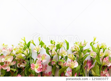 Fresh alstroemeria flowers in soft pastel tones of pink and green arranged on a white background Fresh alstroemeria flowers in soft pastel tones of pink and green arranged on a white background 125083377