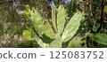 Prickly pear cactus (Mexico) with new stems beginning to sprout 125083752