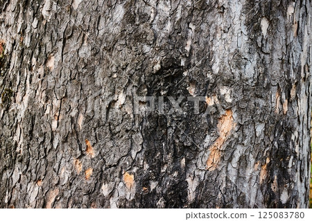 Tree trunk in a forest 125083780