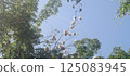 Yodore no ki (cotton plant), Mexico, April 125083945
