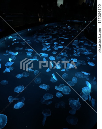 Colorful jellyfish at the aquarium 125084100