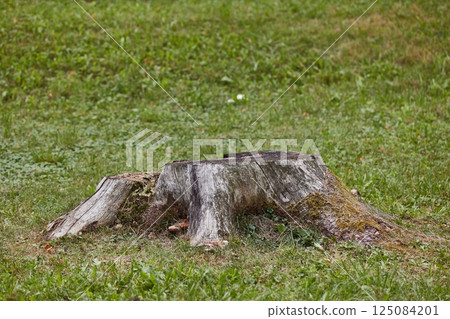 Stump of a chopped tree 125084201