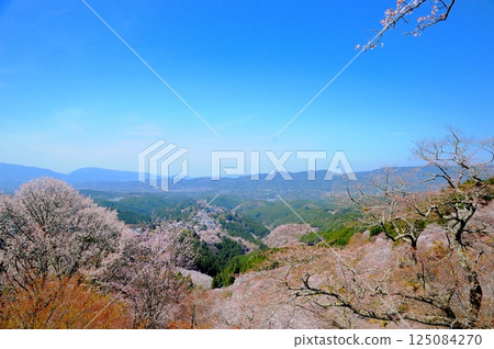 Yoshino mountain cherry tree Yoshino mountain cherry tree 125084270