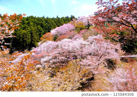 Yoshino mountain cherry tree Yoshino mountain cherry tree 125084308