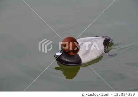 紅頭潛鴨（雄性）（岸和田城護城河/大阪府岸和田市） 125084359