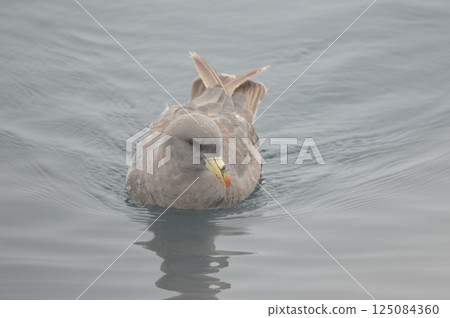 斑嘴鷗（羅臼港近海/北海道梅無郡羅臼町） 125084360