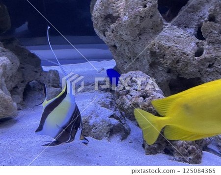 angelfish tropical fish aquarium angelfish tropical fish aquarium 125084365