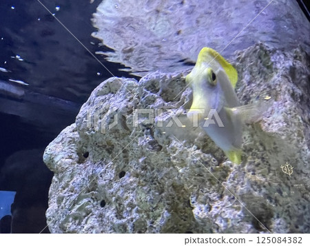 Yellow tang front, aquarium Yellow tang front, aquarium 125084382