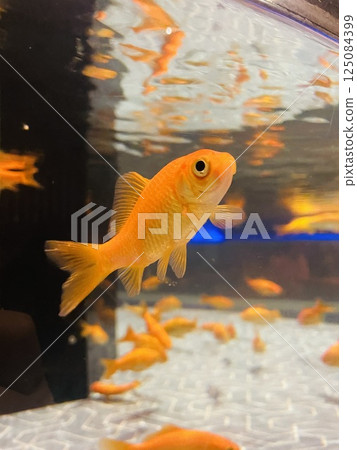 Goldfish Japan Aquarium Goldfish Japan Aquarium 125084399