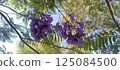 Pale purple Jacaranda flowers blooming in Mexico 125084500