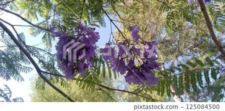 Pale purple Jacaranda flowers blooming in Mexico 125084500